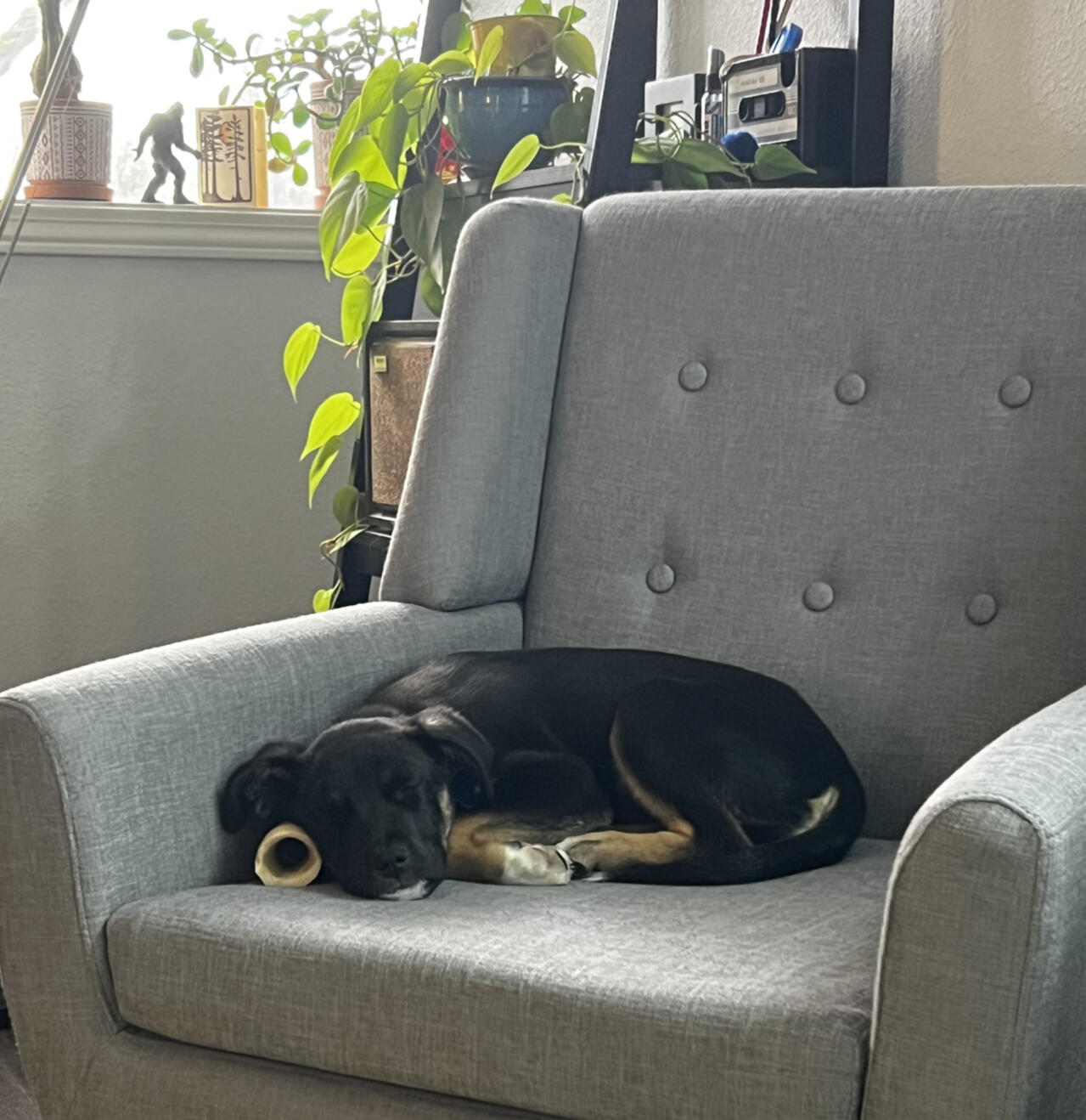 Zuma (not) working hard Puppy asleep in therapist's chair.